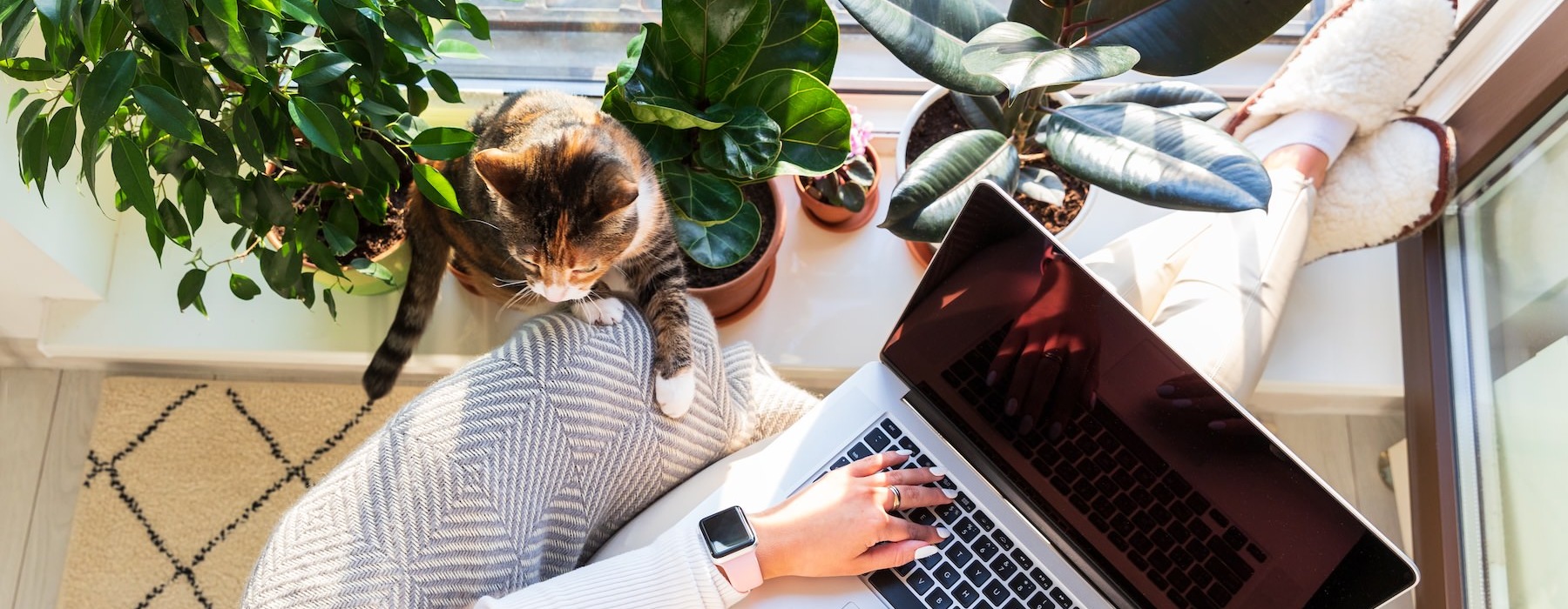 a cat sitting on a person's lap using a laptop